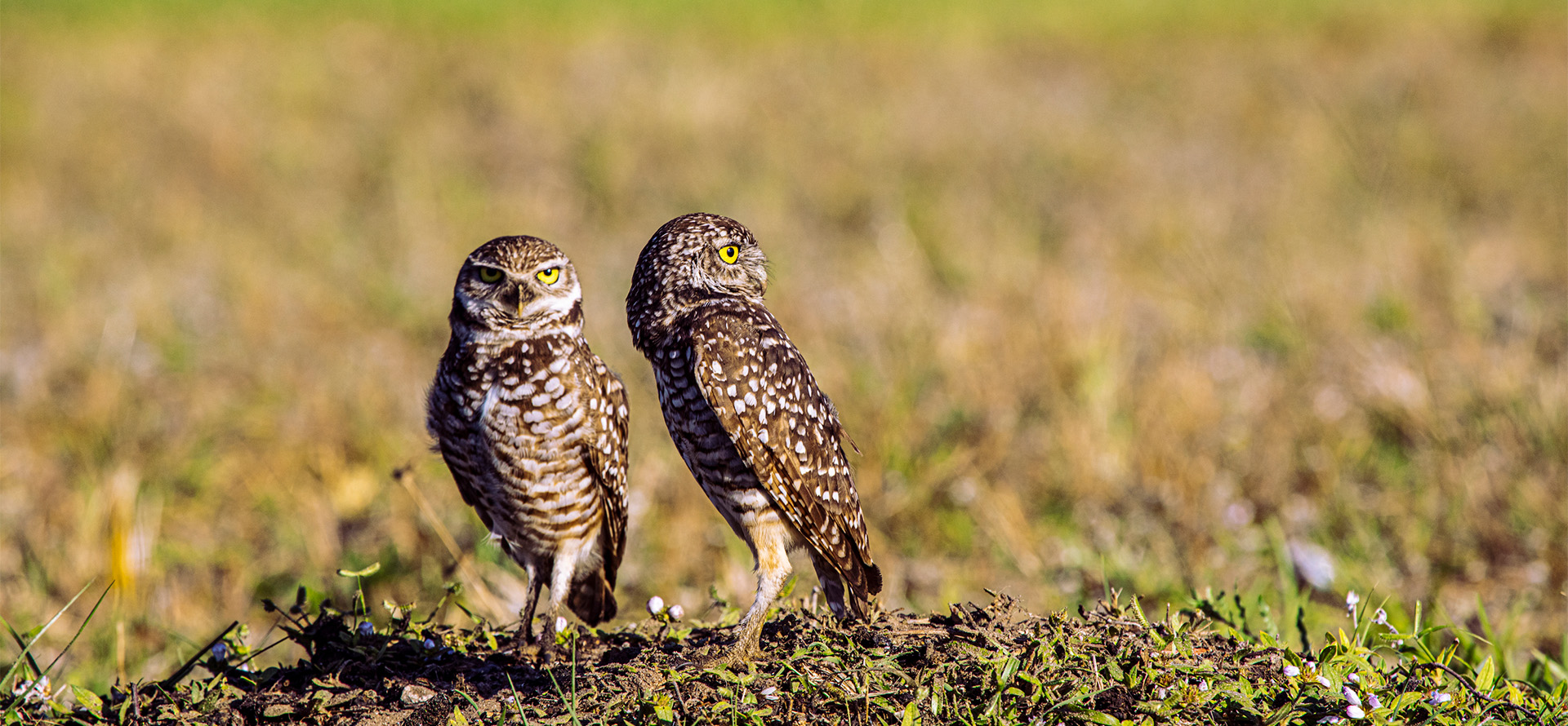 Two Burrowing owls on 太阳城娱乐's Campus