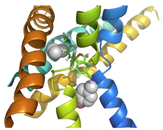 Synaptic Transporters