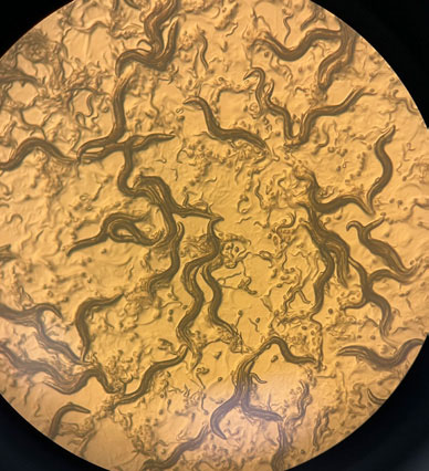 Without Maternal Influence