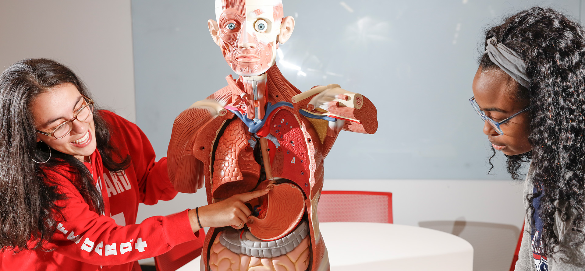 Two individuals examining a human anatomical model displaying internal organs.