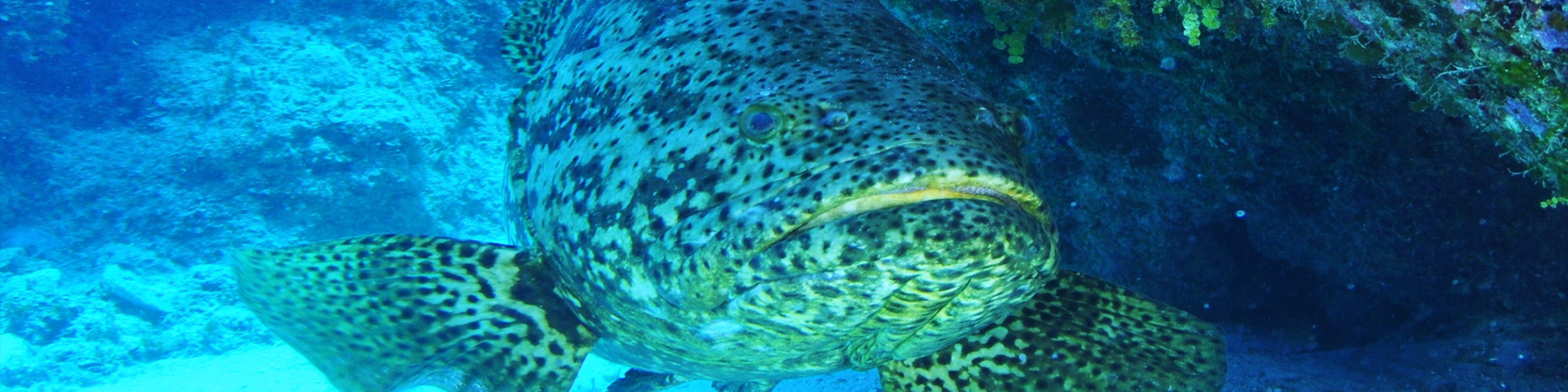 goliath grouper