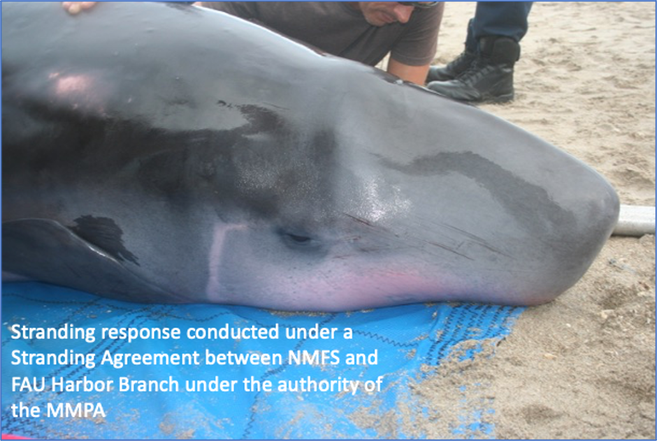 stranding - whale