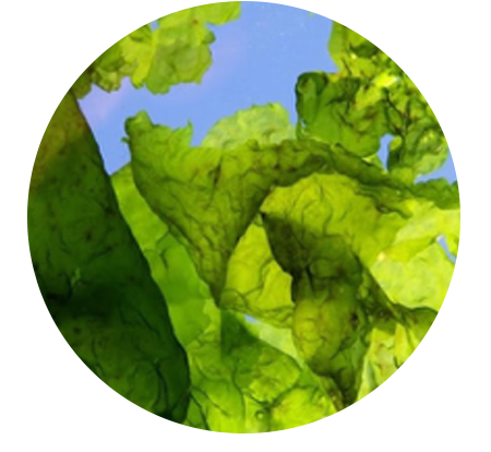 Sea Lettuce, Ulva lactuca