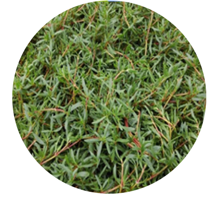 Sea Purslane