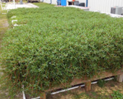 Sea Purslane IMTA tanks