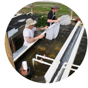 person working with Sea Vegetables
