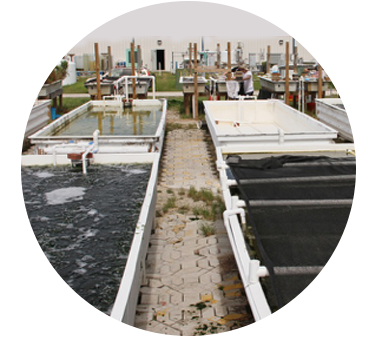 HBOI Integrated Multi-Trophic Aquaculture(IMTA) Outdoor System for Seaweeds and Sea Vegetables