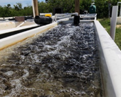 Gracilaria in the IMTA tank