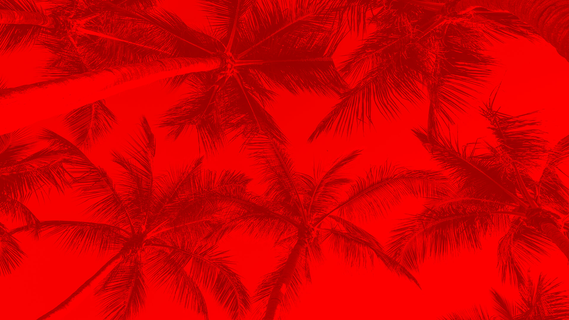 Palm trees under the sky with a red tint overlay