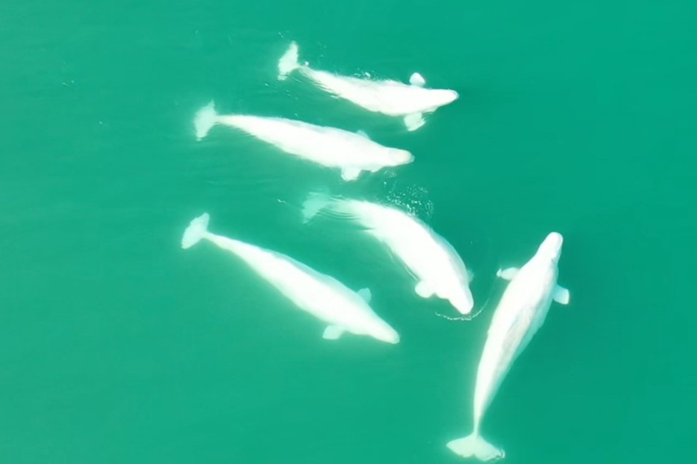 Beluga Whales 