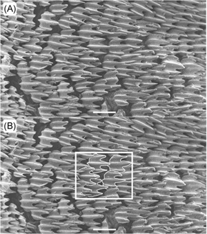 bonnethead shark skin