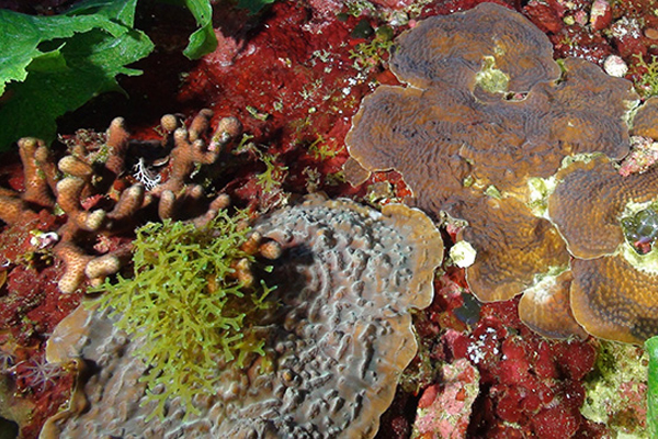 CIOERT Explores Pulley Ridge on NOAA-Funded Research Cruise