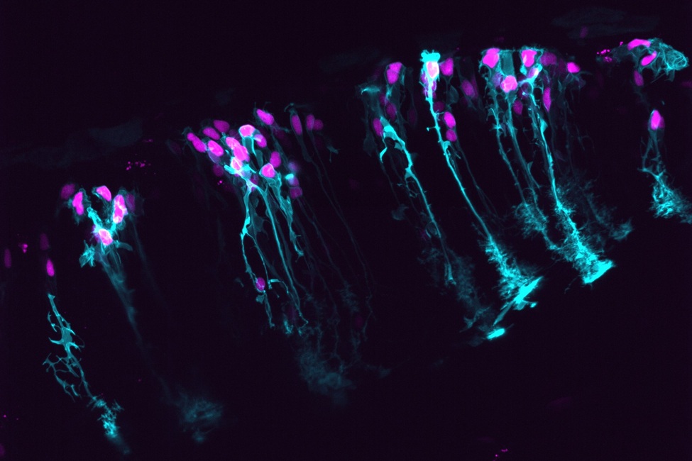 AI Reveals Astrocytes Play a 'Starring' Role in Dynamic Brain Function