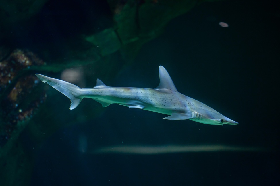 Bonnethead Shark 