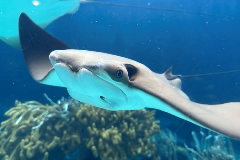 Cownose Ray