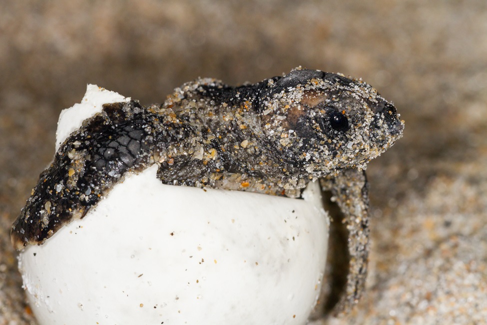Egg, Sea Turtle Hatchling, Loggerhead 