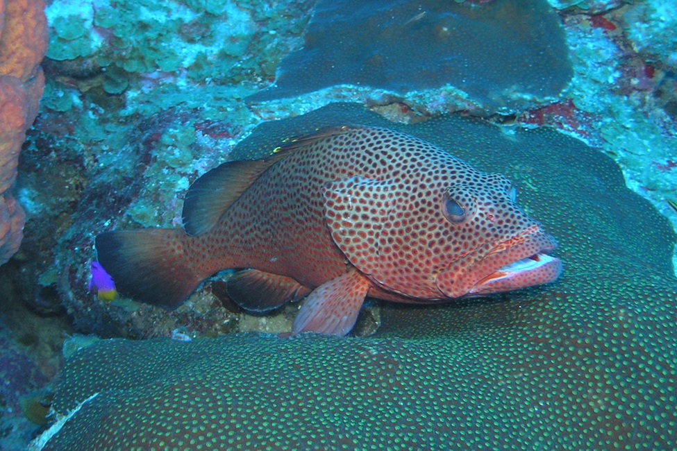 Red Hind Grouper 