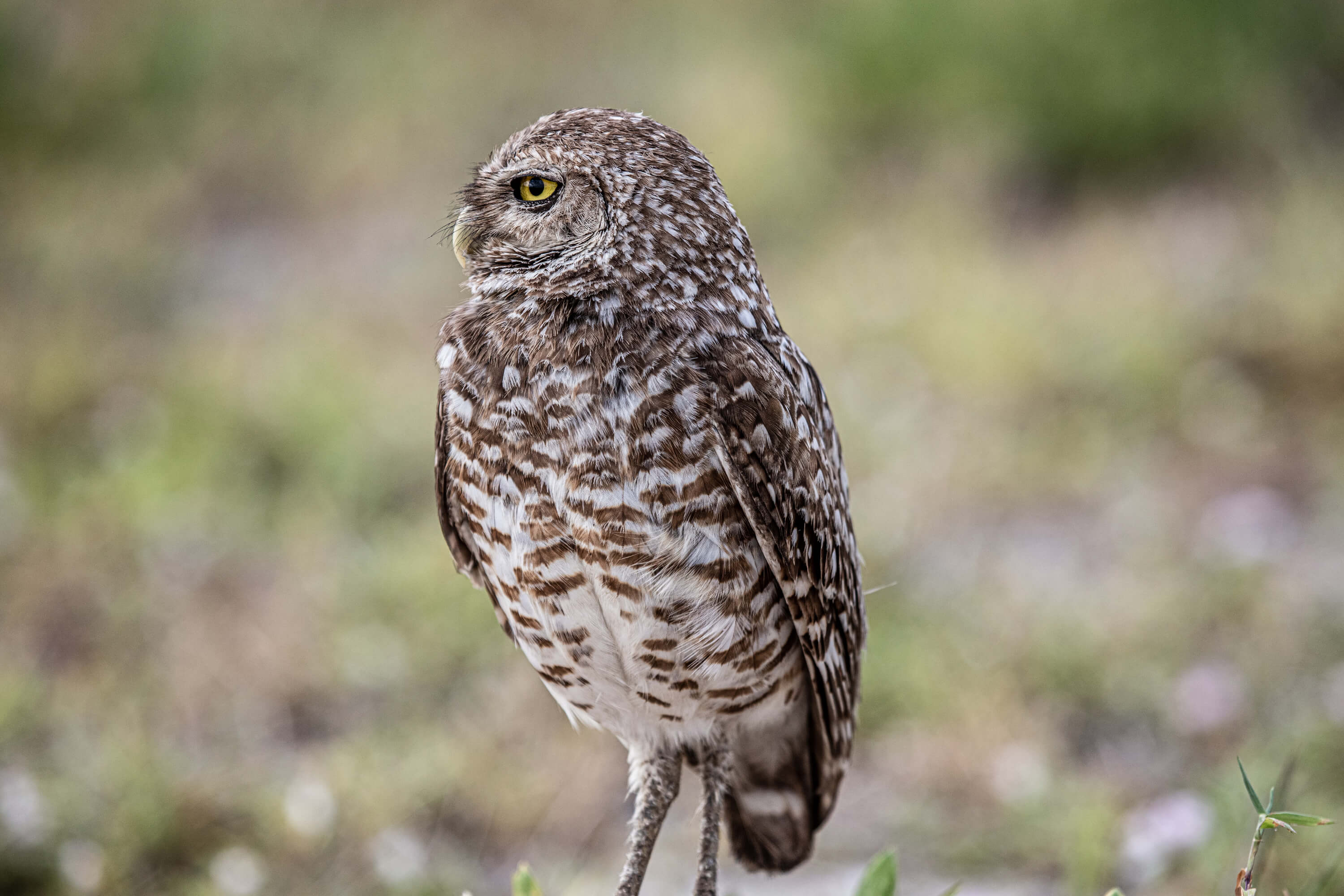 Burrowing owl standing alert on grassy terrain, showcasing mottled brown and white plumage with a vivid yellow eye. The blurred green and earthy background highlights the owl’s natural habitat and distinctive markings.