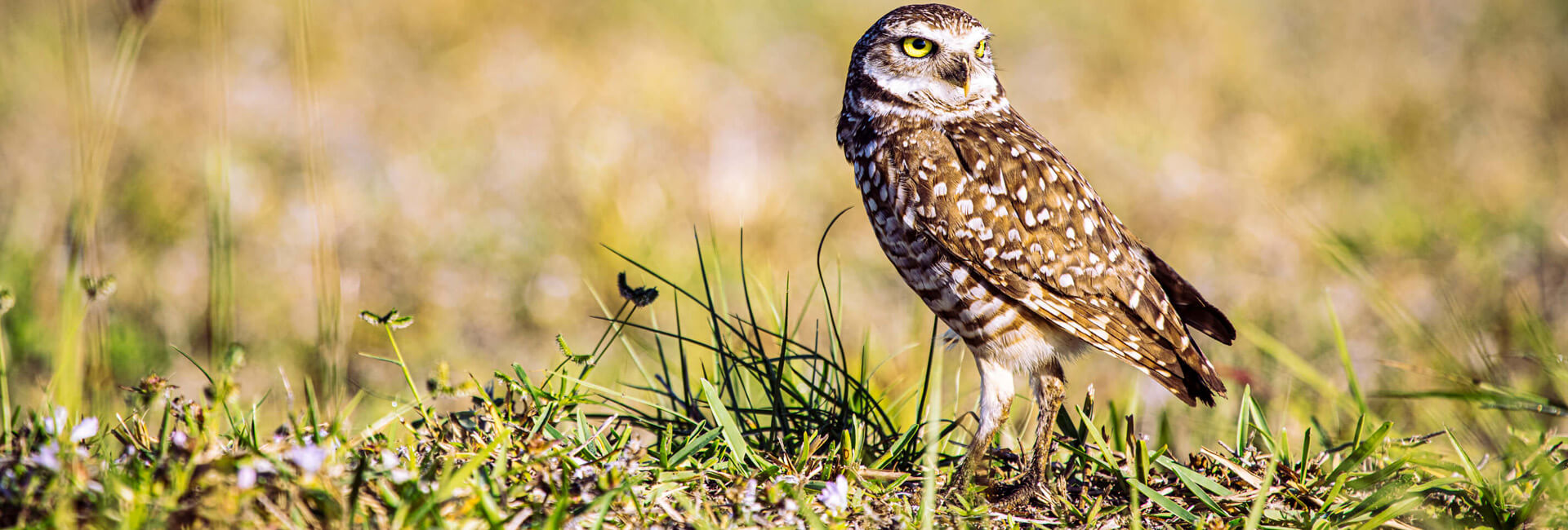 A burrowing owl stands alert on a grassy field, its speckled brown-and-white plumage blending with the natural hues of green and yellow around it. The owl’s bright yellow eyes and white facial disk give it a striking, watchful expression as it gazes to the right. Wild grasses and small flowers surround the owl, evoking a serene, open habitat.