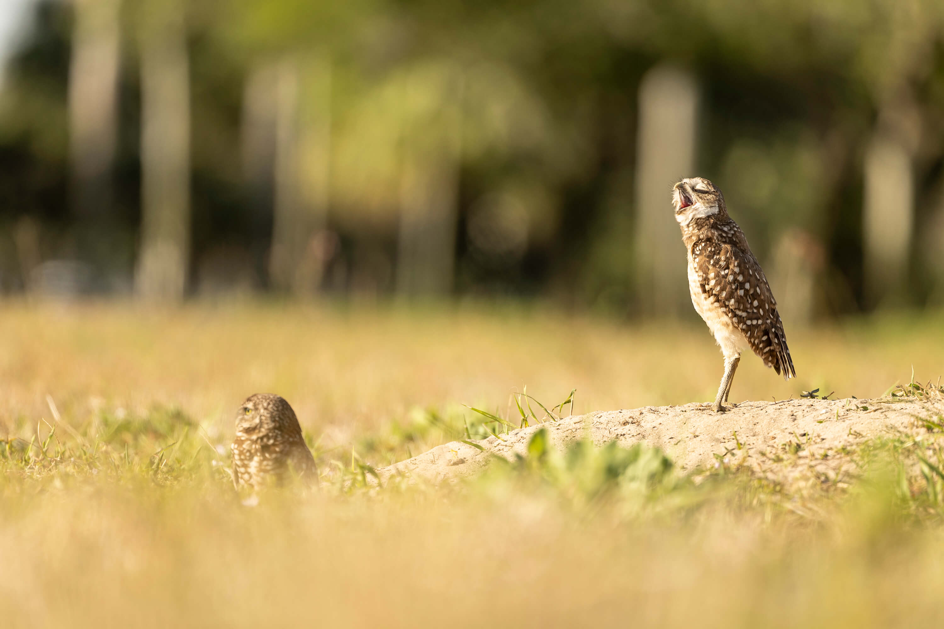 Two burrowing owls in a grassy field: one stands alert on a dirt mound with its beak open, possibly calling or yawning, while the other is partially hidden in the foreground grass. The blurred green background and tall trees create a soft, natural setting that highlights the owls' behavior and habitat.