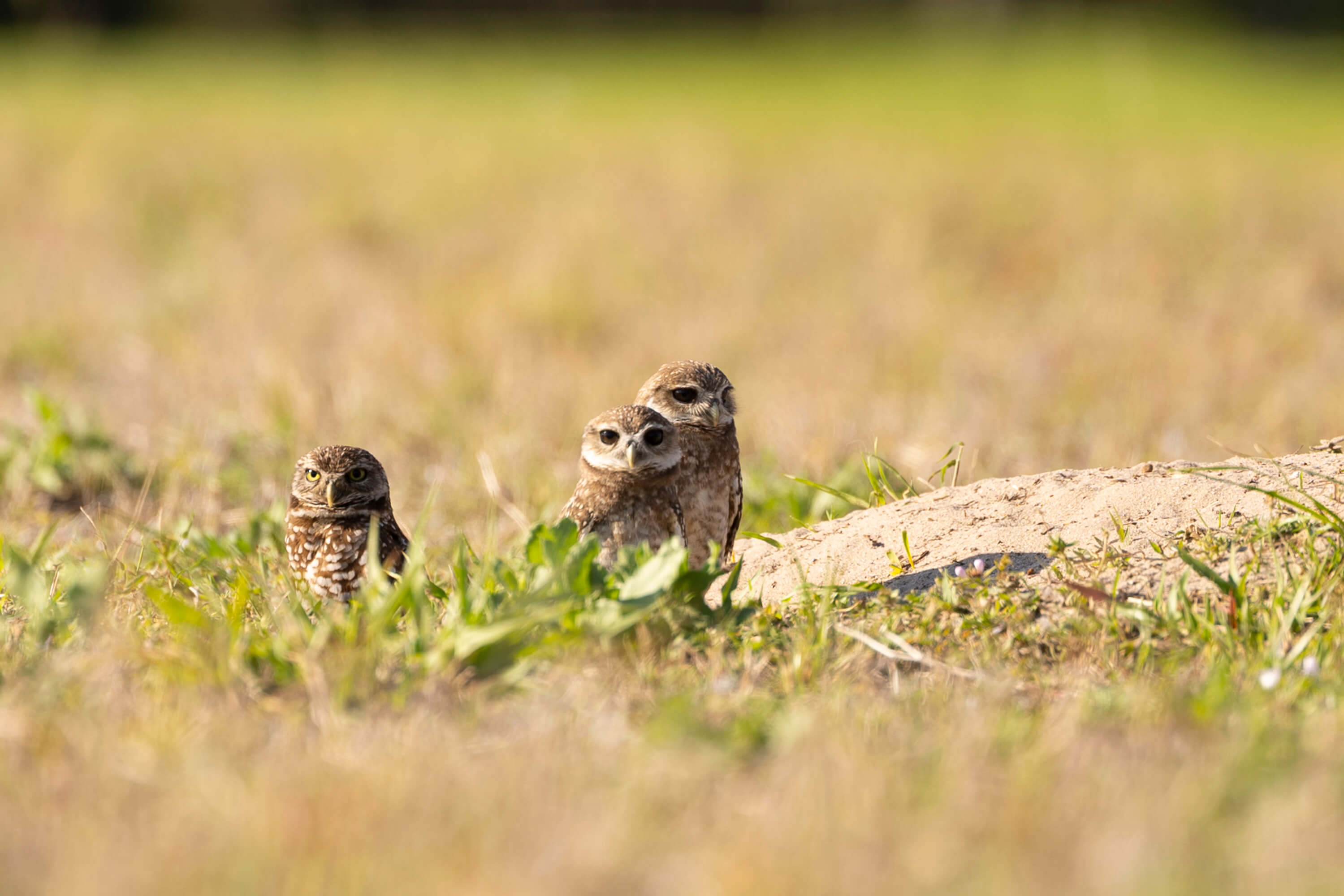 Three burrowing owls stand alert on a grassy field near a dirt mound, likely marking the entrance to their underground nest. Their speckled brown and white feathers blend subtly with the natural surroundings, while the blurred background draws focus to their expressive stances and wide, curious eyes.