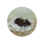 Cotton Nesting Material