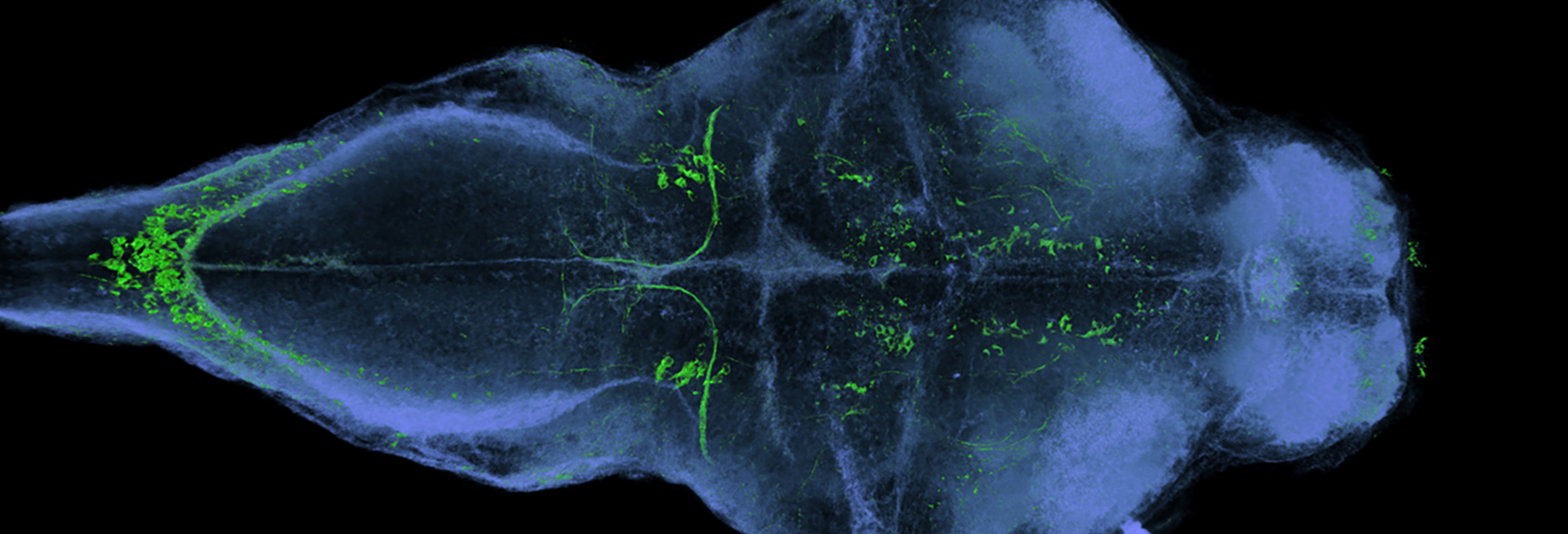 blue and green image of fish brain