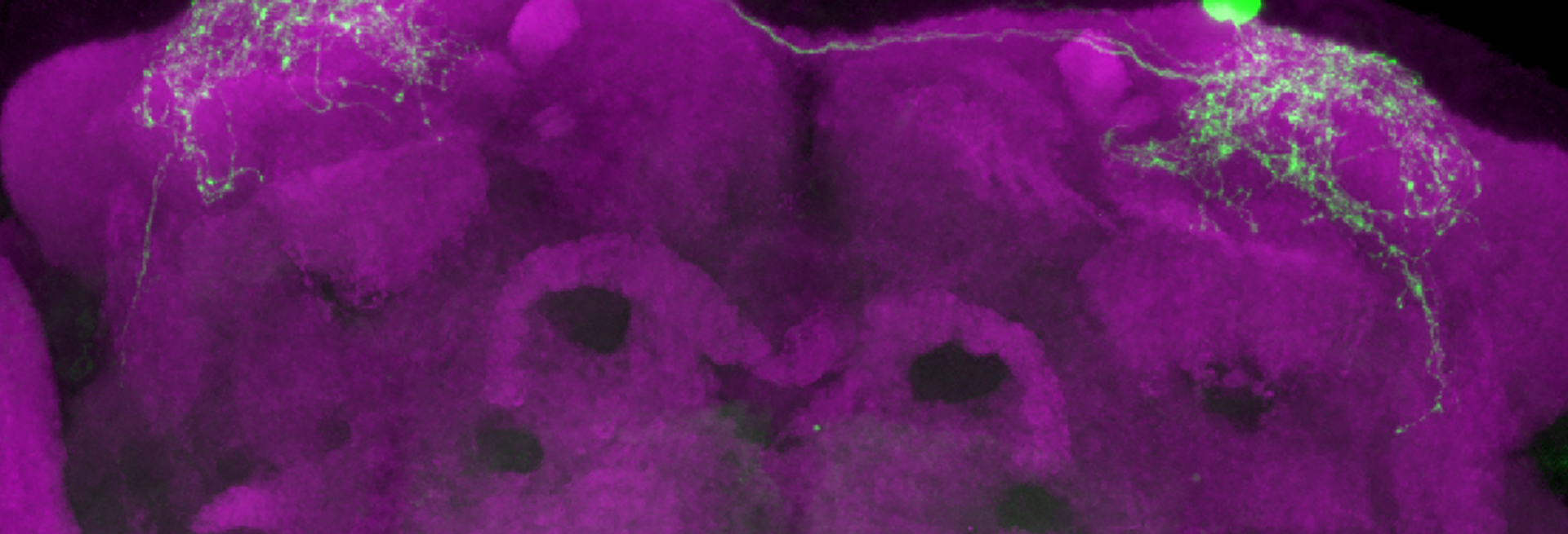 purple and green image of fly brain