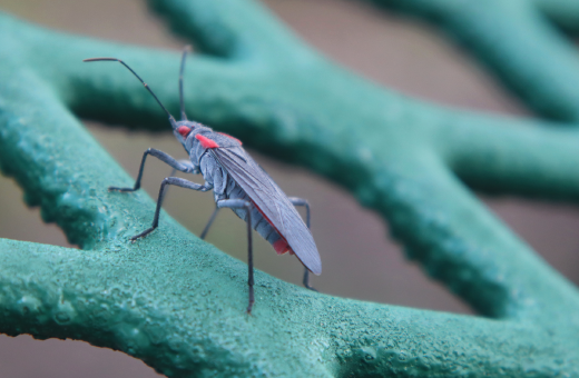 2020 photo contest round 2 finalist Bugging Me