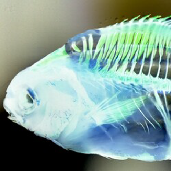 2021 photo contest fish skeleton