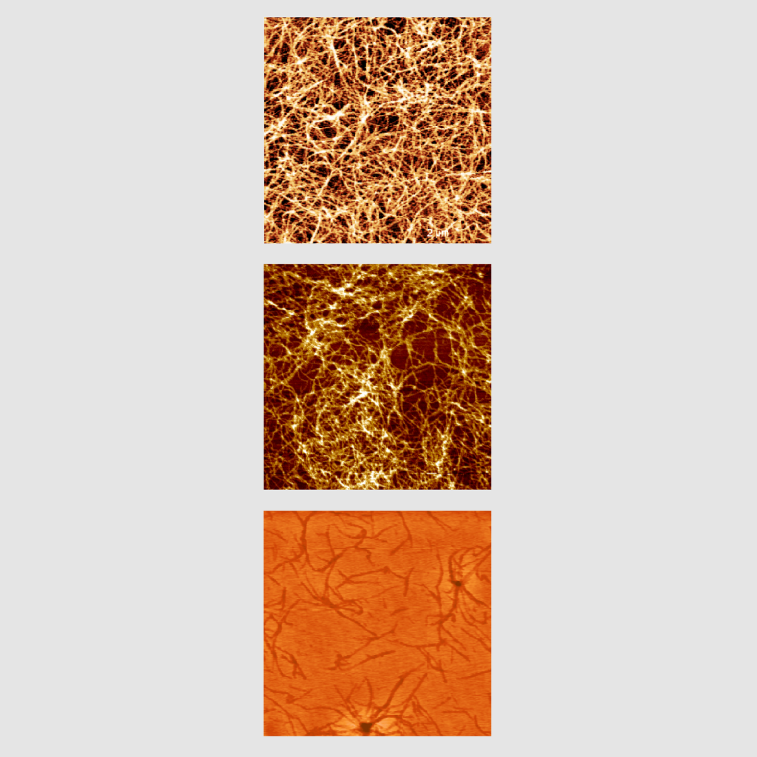 2021 photo contest prion fragment