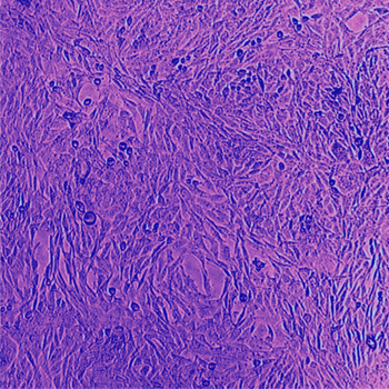 Seventh Annual photo contest winner Developing New Drugs