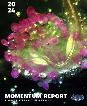 Momentum report image