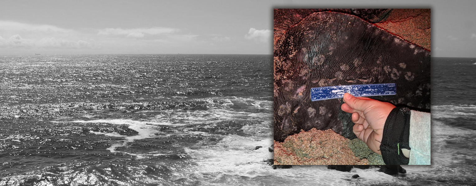 Biting Into Research