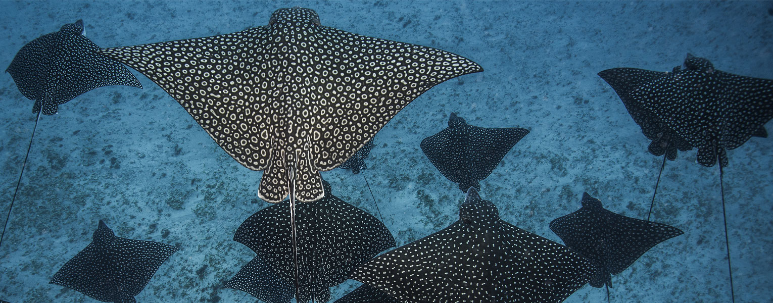 Today is U.S. Shark Awareness Day