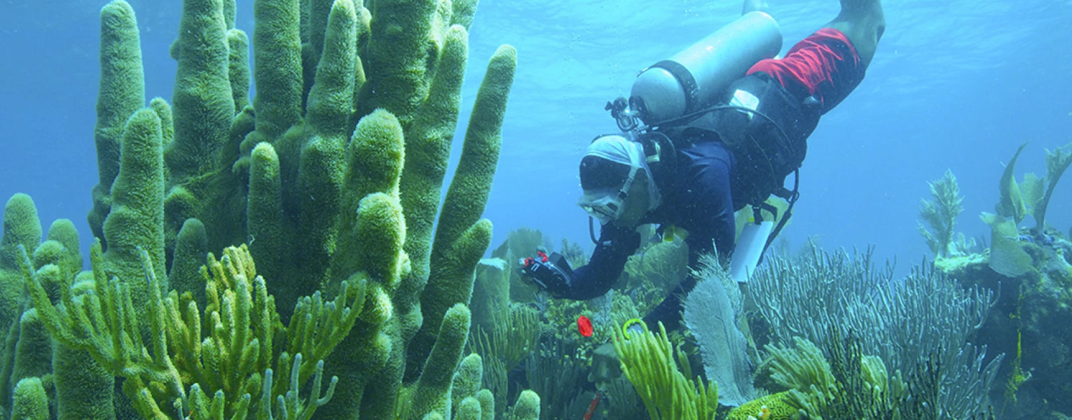 World Reef Awareness Day: The Cayman Crown