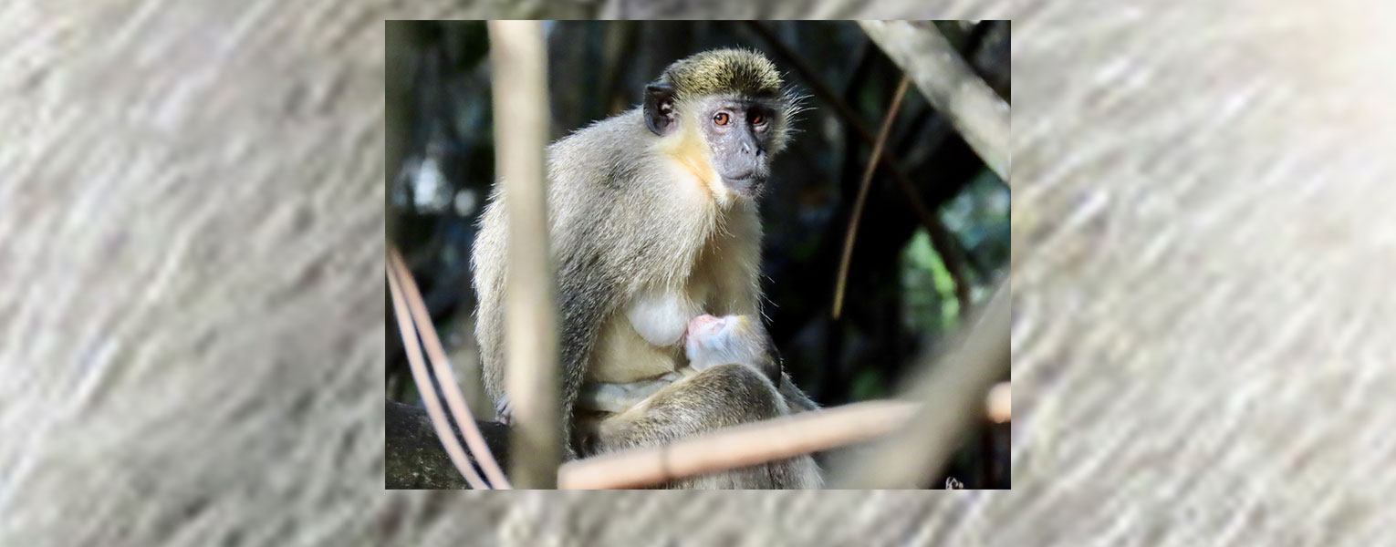 Art of Science: Third Place Winner