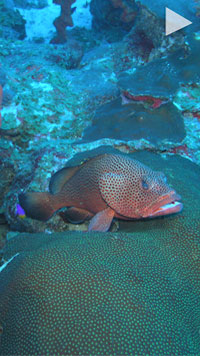 video cover Laurent Cherubin, Ph.D.