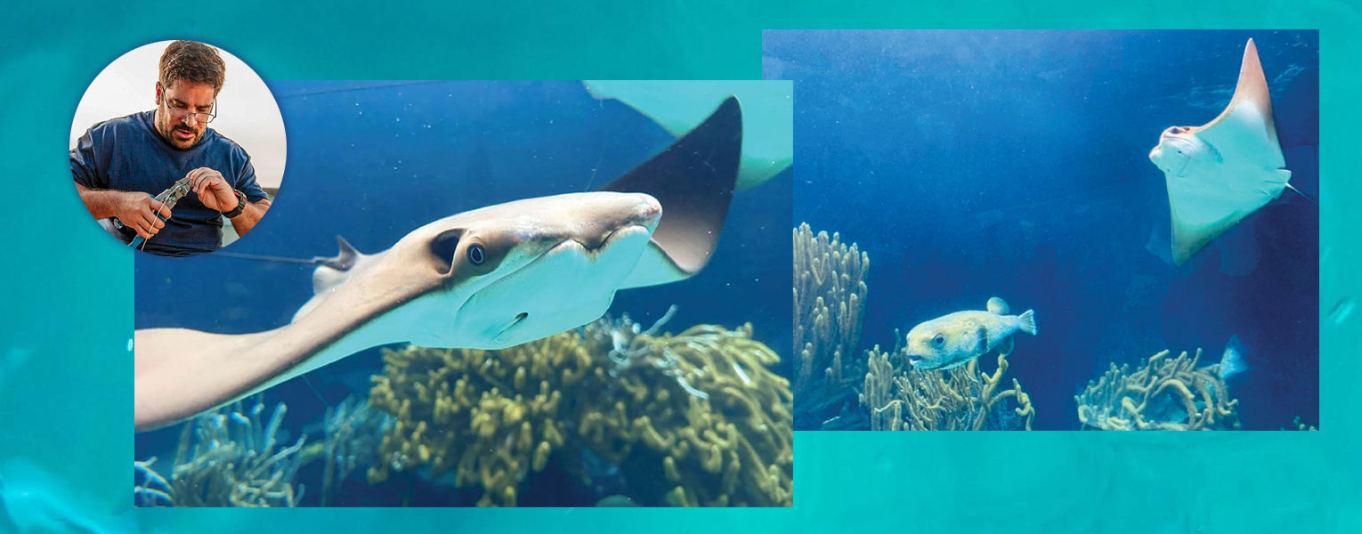 Guardians of the Rays