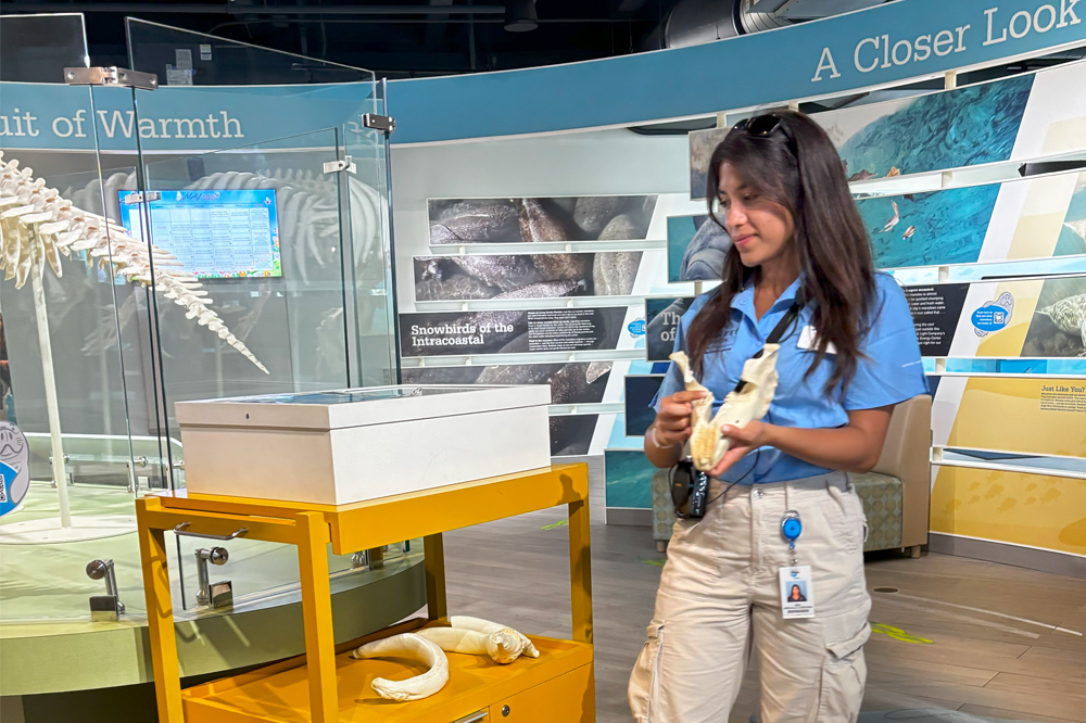 Conserving Sea Cows and Seagrass Meadows: Meet Manatee Master and Ph.D. Student Ana Arevalo Cardona  