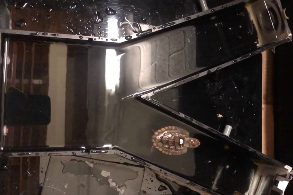 研究首次表明筑巢温度是否会影响海龟孵化的智商