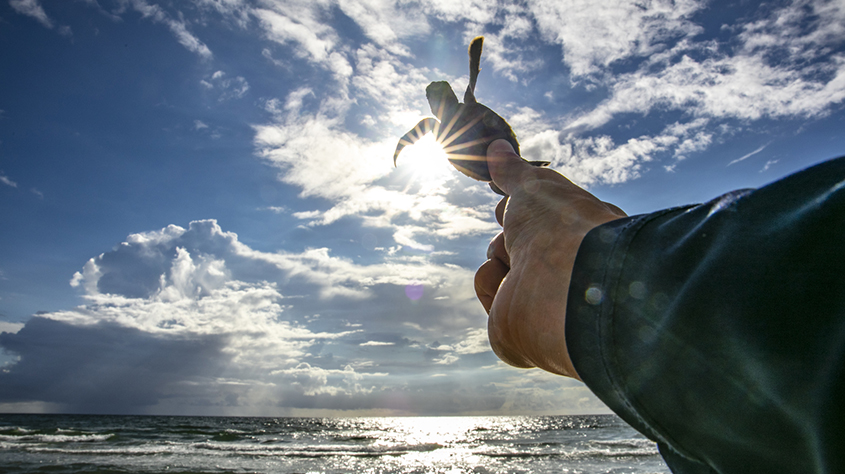 newsletter turtle header image