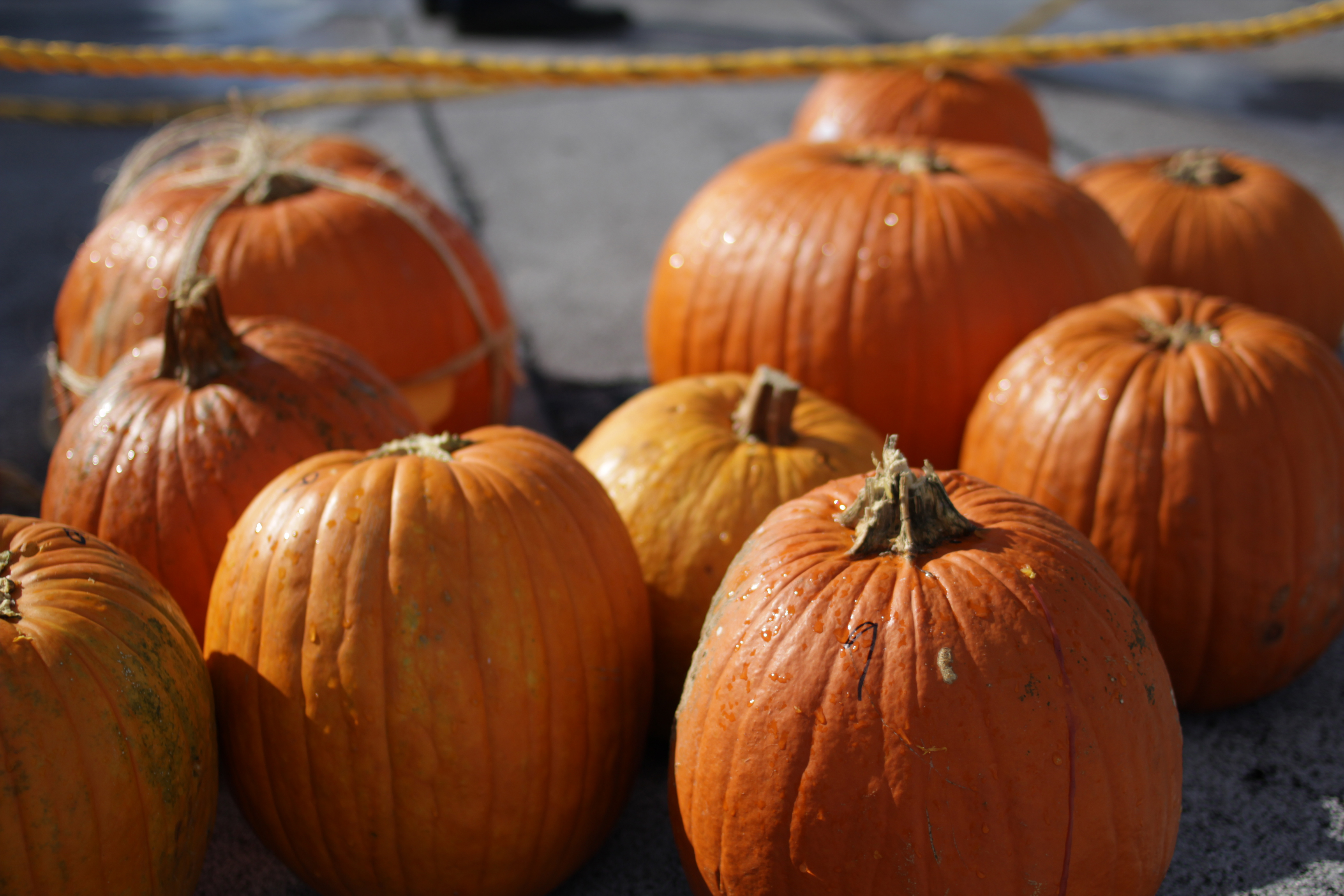 Falling for Physics at the 17th Annual Pumpkin Drop and Physics Carnival