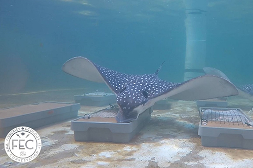 目前的贝类养殖设备是否能抑制“嘎吱嘎吱”的射线？